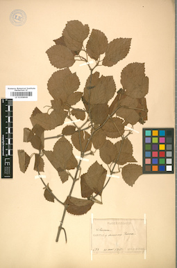 LE 01008969