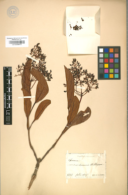 LE 01008975
