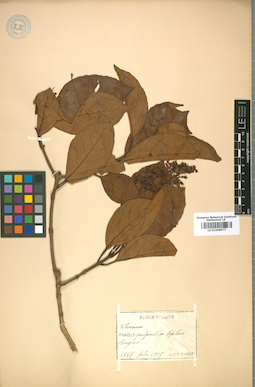 LE 01008977