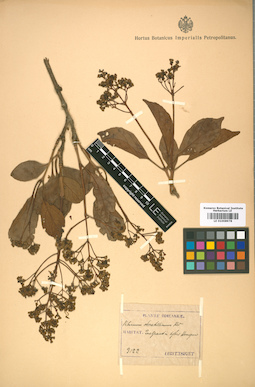 LE 01008978