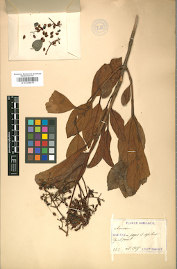LE 01008979