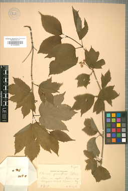 LE 01008981