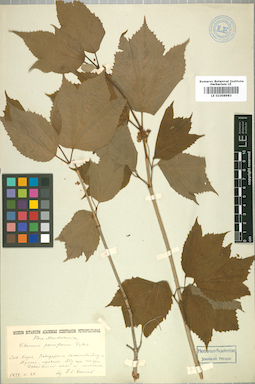 LE 01008983