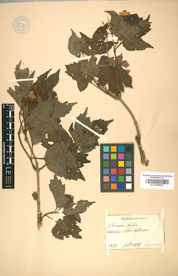 LE 01008987