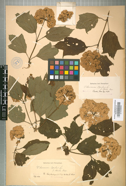 LE 01008990