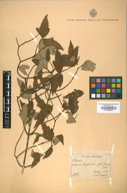 LE 01008995