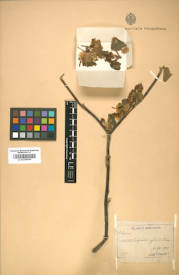 LE 01008996