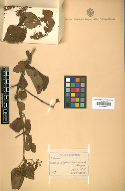 LE 01008997