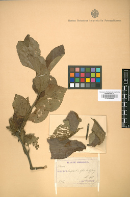 LE 01008998