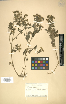 LE 01009012
