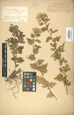 LE 01009013