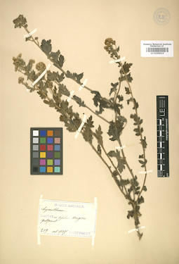LE 01009014