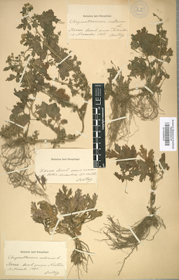 LE 01009015