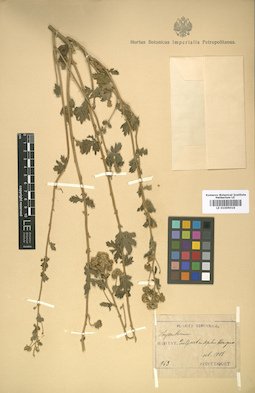 LE 01009016