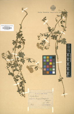 LE 01009017