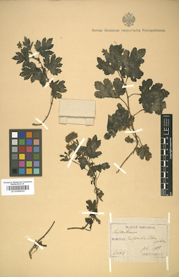 LE 01009024