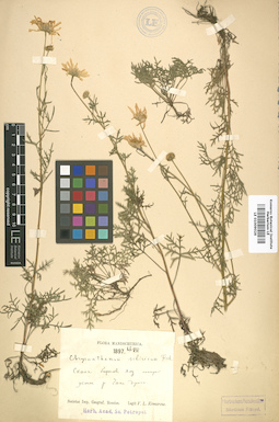 LE 01009026