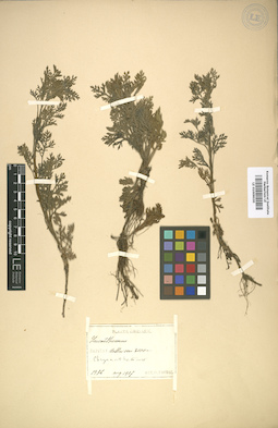 LE 01009030
