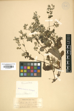 LE 01009077