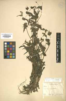 LE 01009082