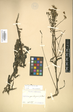 LE 01009099