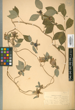 LE 01009127