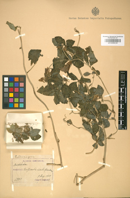LE 01009130