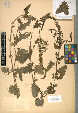 LE 01009156