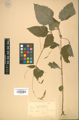 LE 01009172