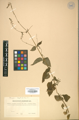 LE 01009174