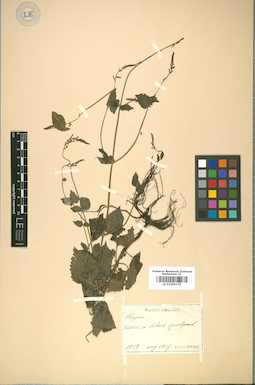 LE 01009176