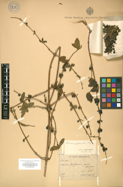 LE 01009203