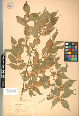 LE 01009212