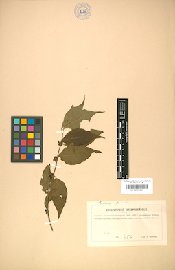 LE 01009213