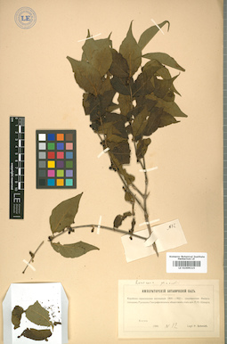 LE 01009215