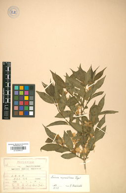 LE 01009217