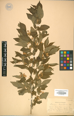 LE 01009228