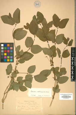 LE 01009233