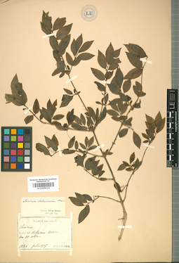 LE 01009234