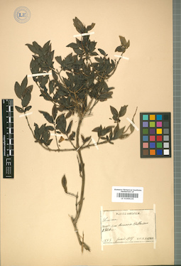 LE 01009235