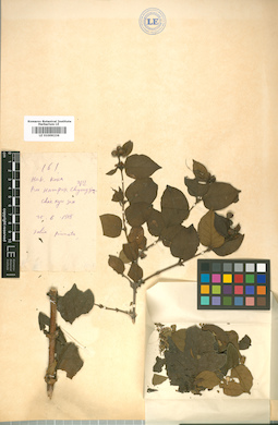 LE 01009236