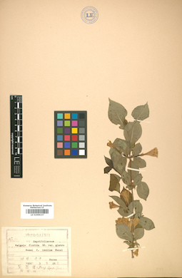 LE 01009237