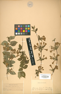 LE 01009241