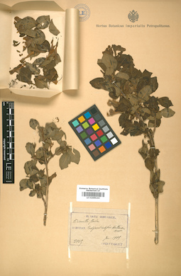 LE 01009243