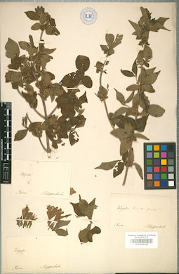 LE 01009245