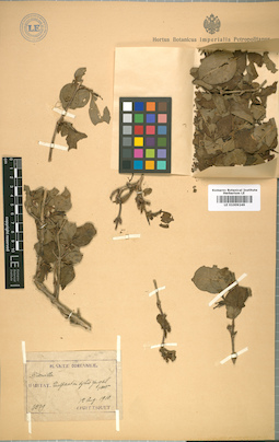 LE 01009249