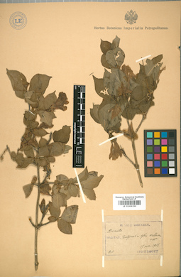 LE 01009250