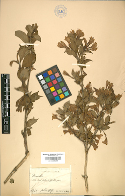 LE 01009253