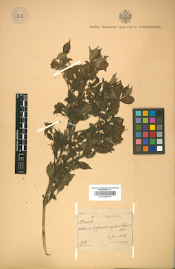LE 01009256