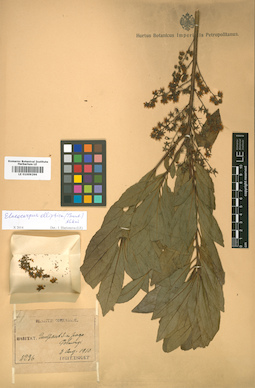 LE 01009296
